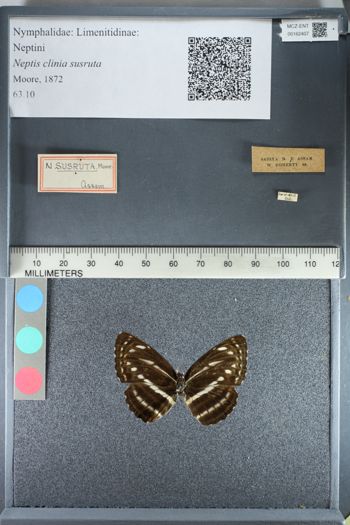 Media type: image;   Entomology 162407